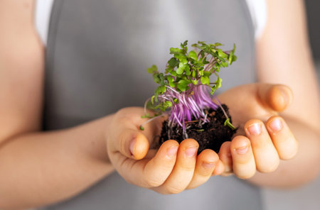 micro greens in box isolated at kitchen
