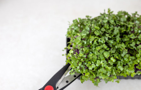 micro greens in box isolated at kitchenの写真素材