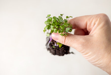 micro greens in box isolated at kitchenの写真素材