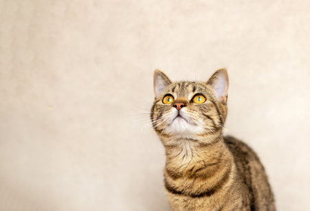 portrait of cute tabby female cat kitty in bathroomの写真素材