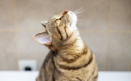portrait of cute tabby female cat kitty in bathroomの写真素材