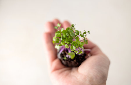 micro greens in box isolated at kitchenの写真素材