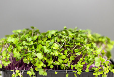 micro greens in box isolated at kitchen