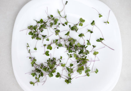 micro greens in box isolated at kitchenの写真素材