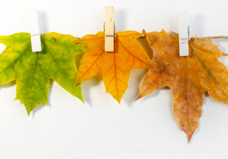 autumn fall leaves on paper with colorful pencils glasses frame mockup freeの写真素材
