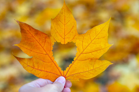 autumn fall leaves on paper with colorful pencils glasses frame mockup freeの写真素材