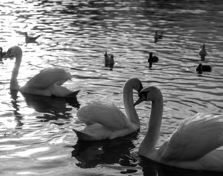 Swans and other wild birds in black and white swimming on the riverの写真素材