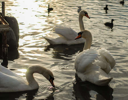 A beautiful group of swans on the riverの写真素材