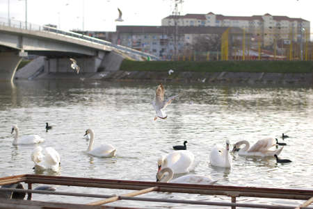 Swans and other wild birds stay for the winter in an urban areaの写真素材