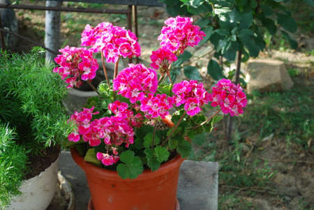 A pot with bright pink geranium flowersの写真素材