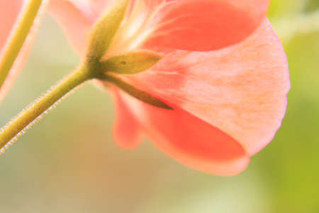 Pink Flower