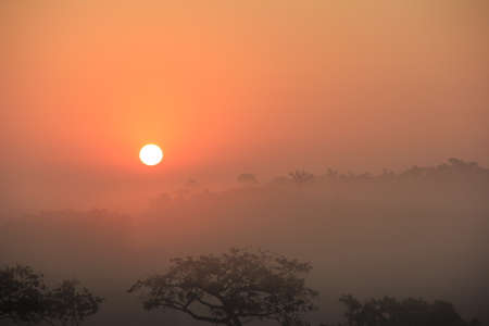 Sunset in forestの写真素材