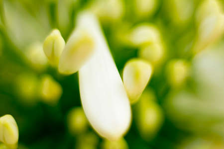 bud white flower  with green backgroundの写真素材