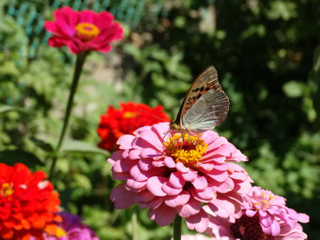 butterfly on a flowerの写真素材