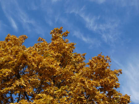 autumnの写真素材