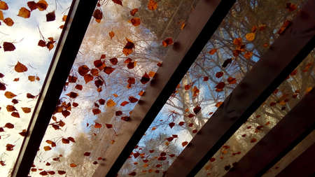 Glass roof, autumn, blue sky, red leaves on a transparent roof.