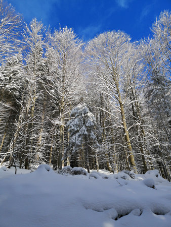 Forest in winterの写真素材