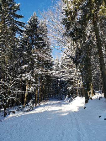 Winter scenery - snowy path into the forestの写真素材