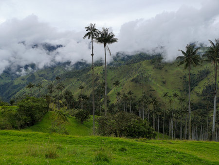 Valley with palm treesの写真素材