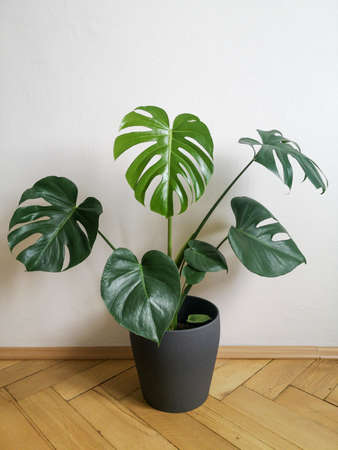 Monstera deliciosa plant growing new leafの写真素材