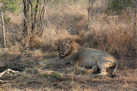 Young lion resting after eating in the shadow - Kruger National Park, South Africaの写真素材