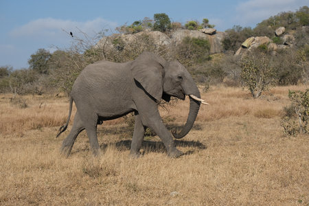 Happy elephant strolling through the Kruger National Parkの写真素材