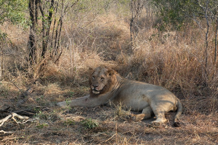 Young lion resting after eating in the shadow - Kruger National Park, South Africaの写真素材