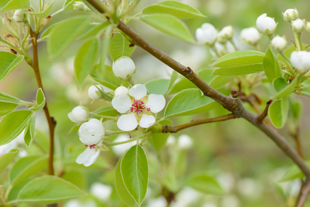 Blossoming branch of a tree in a spring gardenの写真素材