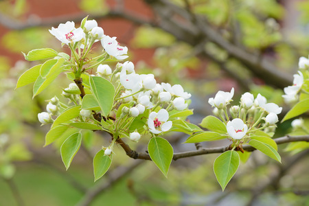 Blossoming branch of a tree in a spring gardenの写真素材