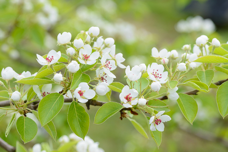 Blossoming branch of a tree in a spring gardenの写真素材