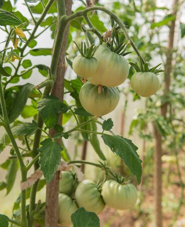 green tomatoes on a branchの写真素材