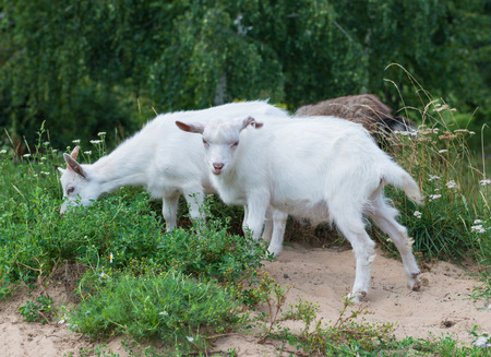 Goats graze in the yardの写真素材