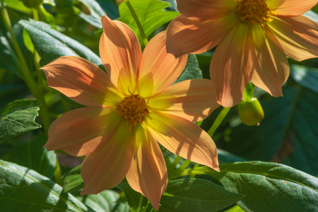orange flowers on a green backgroundの写真素材