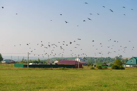 flock of birds over the green field in the villageの写真素材
