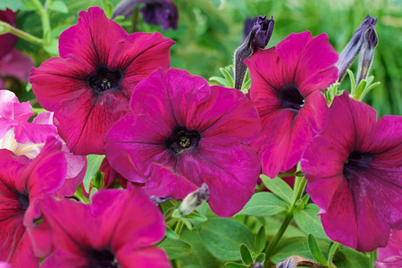 some bright purple petunia flowers in the gardenの写真素材