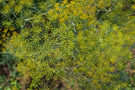inflorescence dill. view from aboveの写真素材