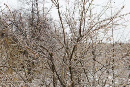 tree branches in ice after freezing rainの写真素材
