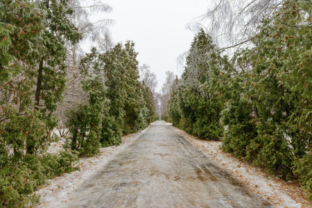 the effects of freezing rain in the alley in the parkの写真素材