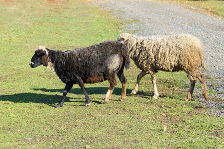 Two sheep crossing the road on a green lawnの写真素材
