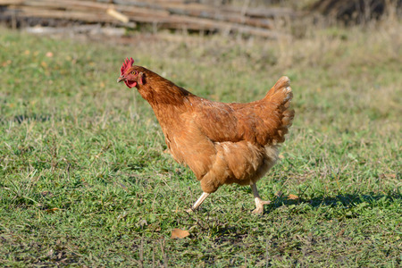 brown chicken grazes on a green lawnの写真素材