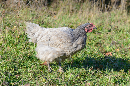 gray chicken grazes on a green lawnの写真素材