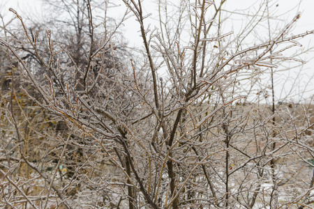 tree branches in ice after freezing rainの写真素材