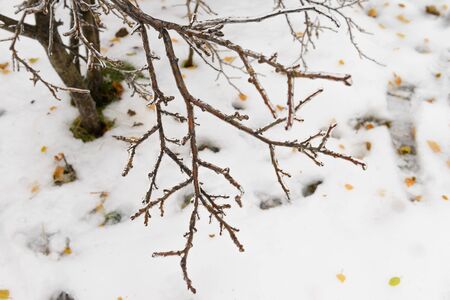 Ð²ÐµÑÐºÐ¸ Ð´ÐµÑÐµÐ²Ð° Ð²Ð¾ Ð»ÑÐ´Ñ Ð¿Ð¾ÑÐ»Ðµ Ð»ÐµÐ´ÑÐ½Ð¾Ð¹ Ð´Ð¾Ð¶Ð´Ñの写真素材