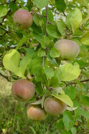 few apples on apple tree branch in the gardenの写真素材