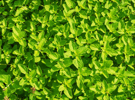 bright shoots of mint. view from aboveの写真素材