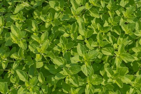 bright shoots of mint. view from aboveの写真素材