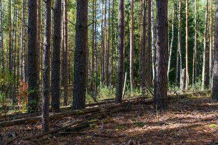 Green pine forest in the summer on a clear sunny dayの写真素材
