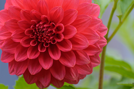 red flower pink dahlia in the gardenの写真素材