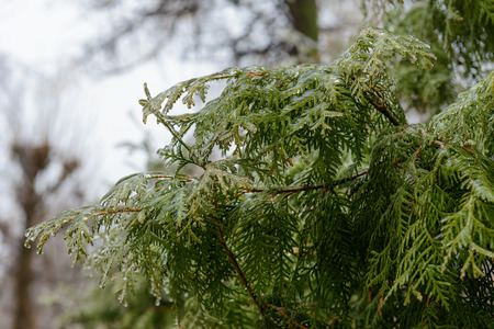 arborvitae branches in ice after freezing rain crustの写真素材