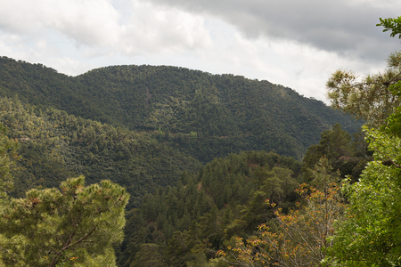 coniferous forests on the slopesの写真素材